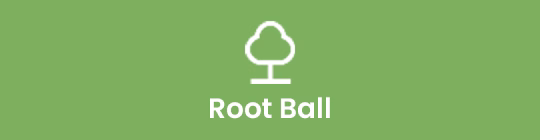 Root-Ball